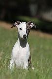 WHIPPET 094